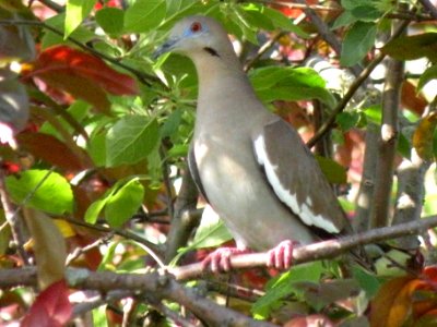 White Winged Dove 1 photo