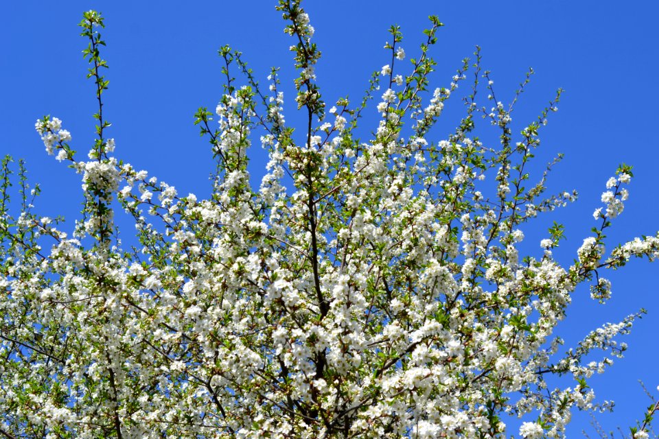 Flowering trees
