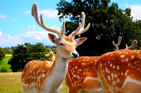 Deer antlers animals