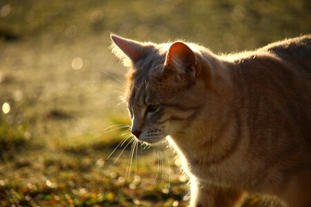 Sunlight mackerel kitten