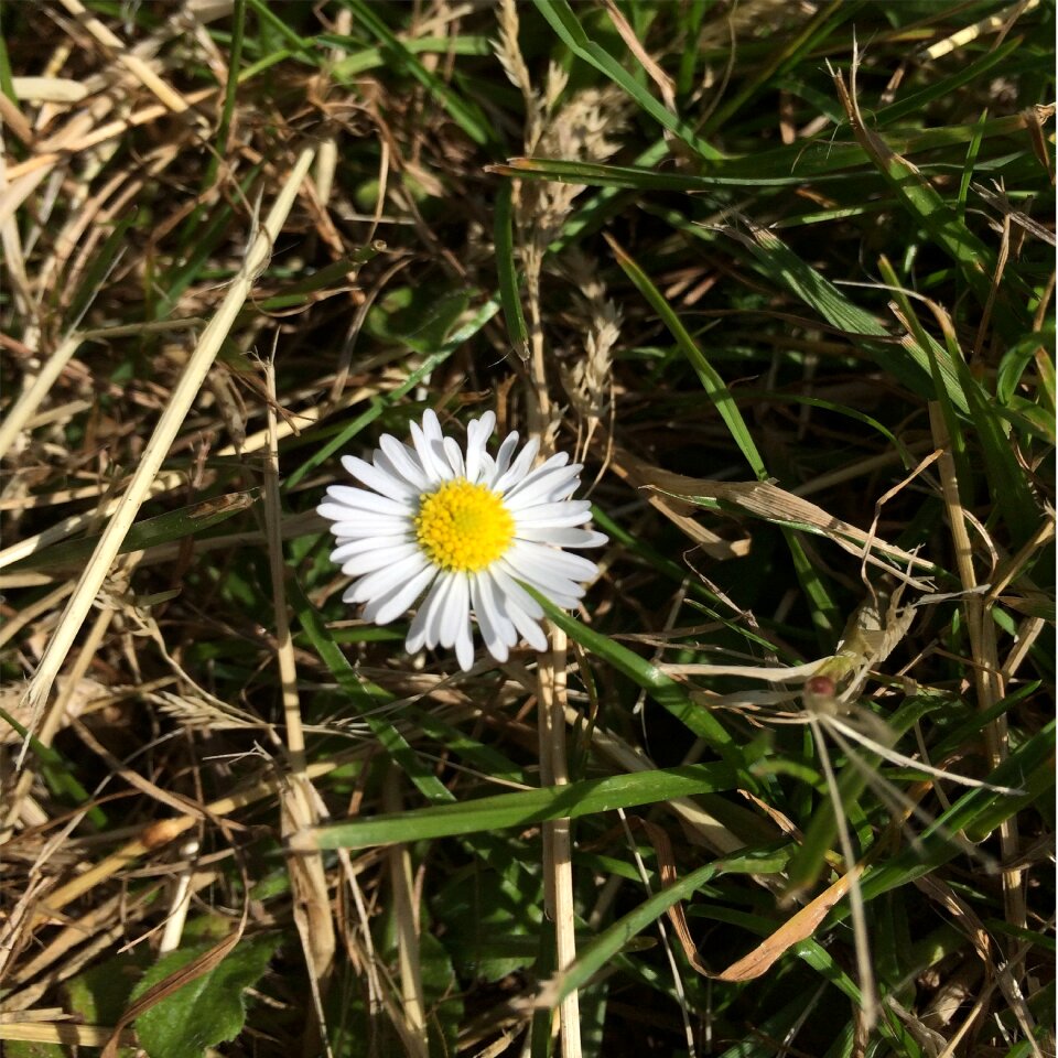 Sol flowers natural