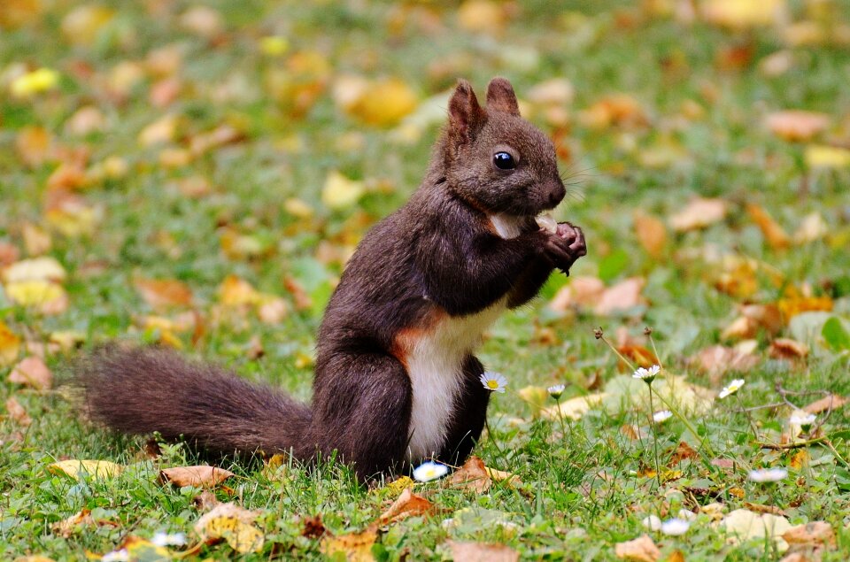 Nature rodent garden