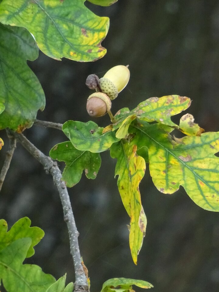 Nature oak fruit leaves