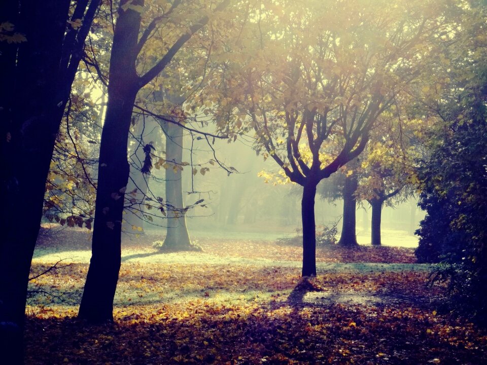 Leaves art landscape