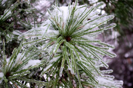 Iced Pine Needles