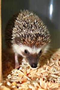 Standard lovely pet