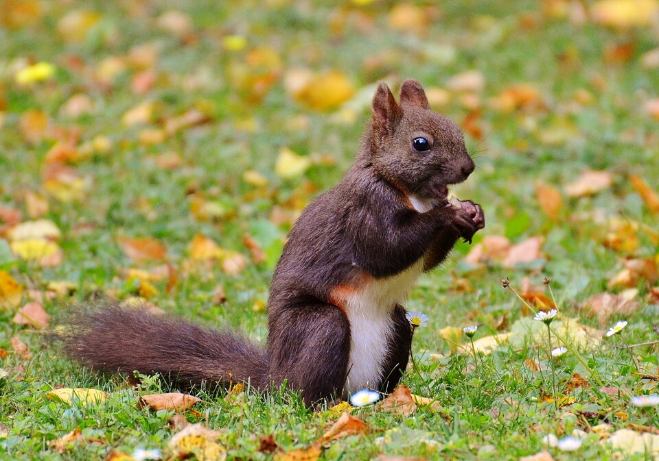 Nature rodent garden