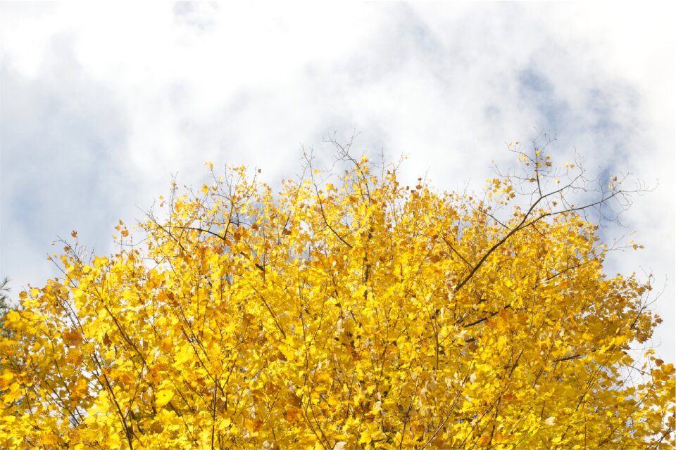 Autumn sky clouds photo