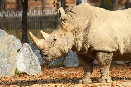 Zoo animal porteait one horn