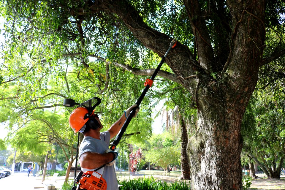 04.02.2020 -Ação para remoção de plantas parasitas nas árvores da Praça - Foto Janine Tomberg