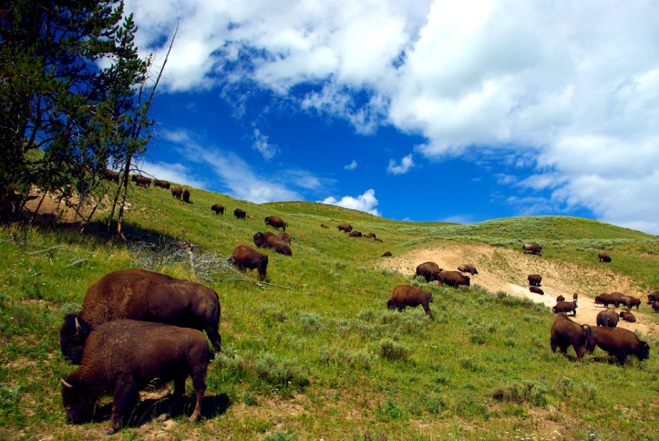 Hayden Valley, Yellowstone National Park (a UNESCO World Heritage Site), Wyoming, August 10, 2010