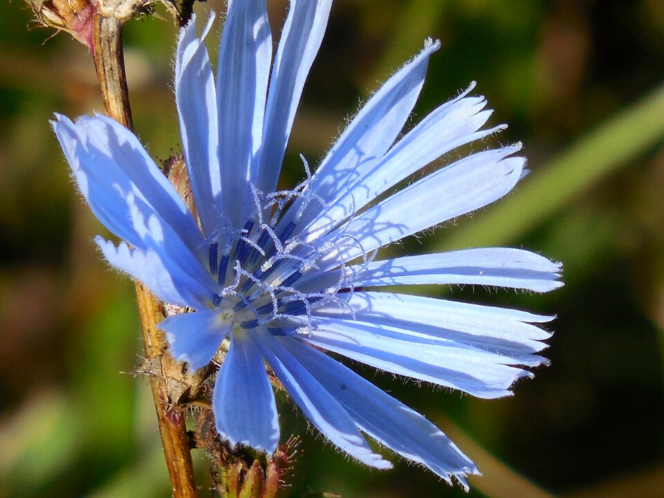 Flower plant floral