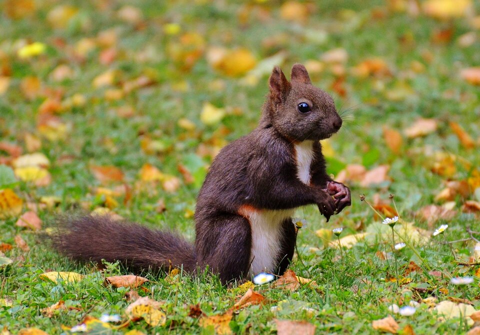 Nature rodent garden
