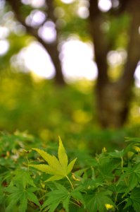 Leaves - Vallée aux loups - Châtenay-Malabry
