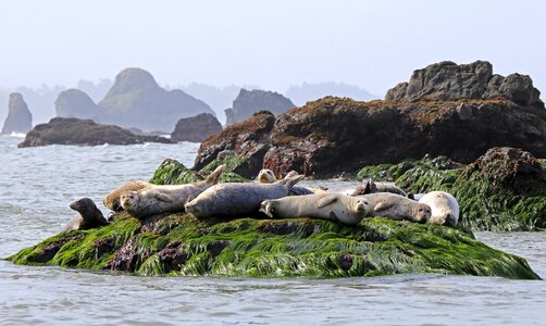 Ocean wildlife water