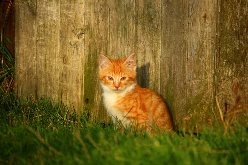 Red mackerel tabby young cat red cat