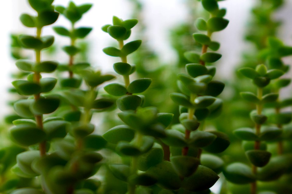 House Succulents