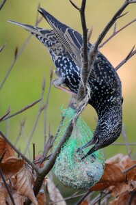 Thrush animal vetbol