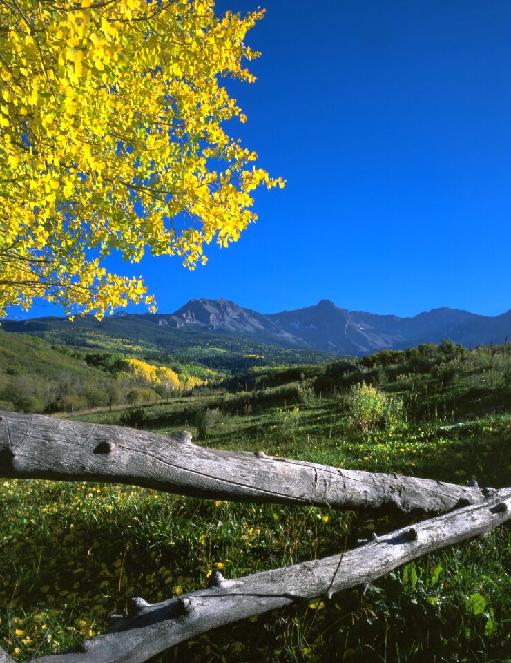 Autumn yellow landscape