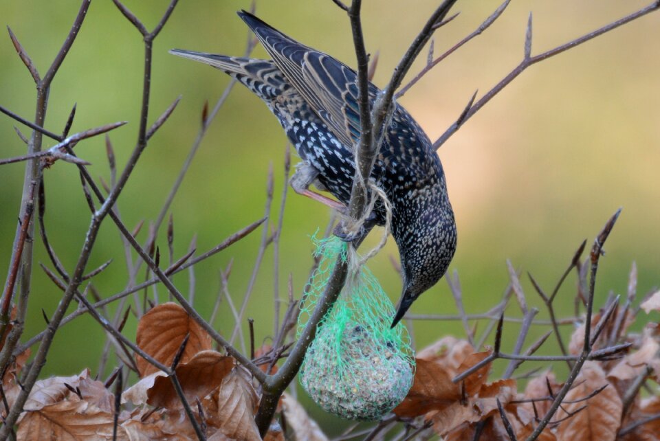 Thrush animal vetbol