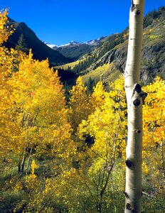 Mountains colorado trees photo