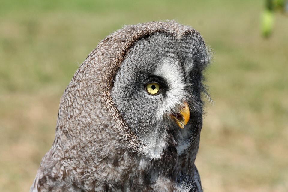 Owl bird Free photos