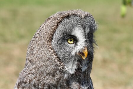 Owl bird Free photos
