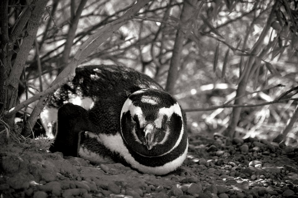 Magellan Penguin - Punta Tombo, Patagonia, Argentina