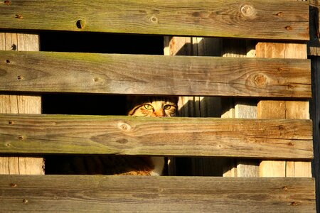Cat's eyes camouflage domestic cat