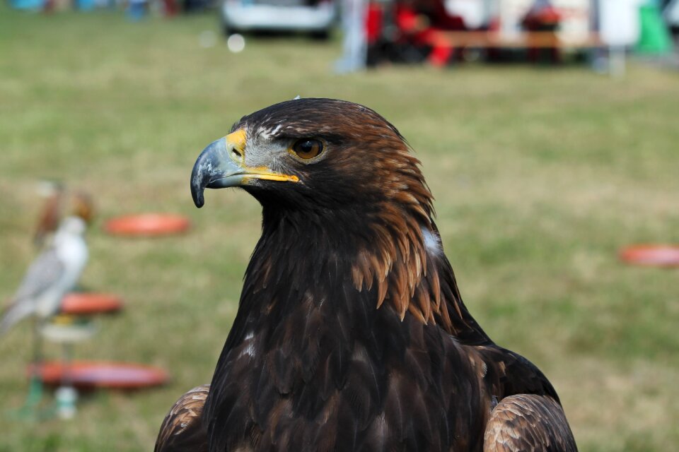 Falcon bird predator