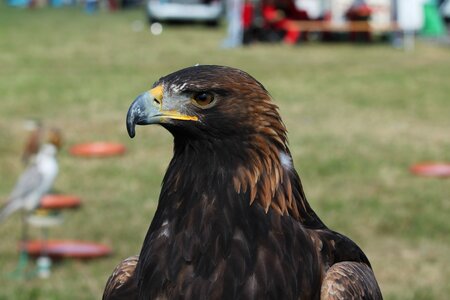 Falcon bird predator photo