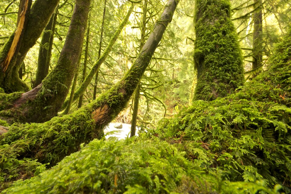 Overgrown trunks trees