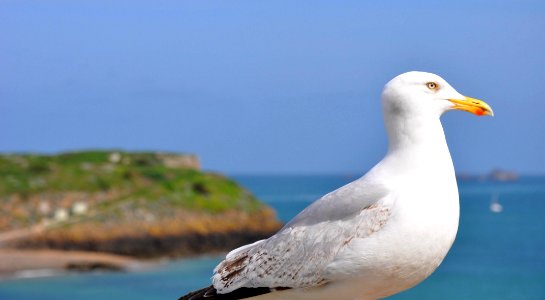 Goéland - Saint Malo photo