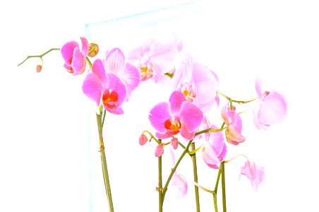 Orchids photo