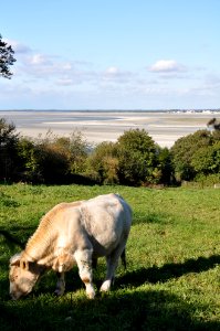 Cow - Saint Valery sur Somme - Picardie photo