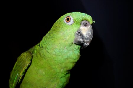 Bird animal green photo