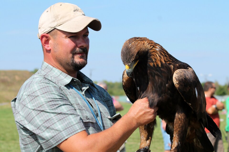 Predator bird eagle