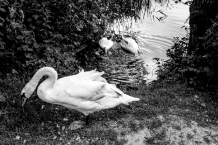 Three Swan One Head