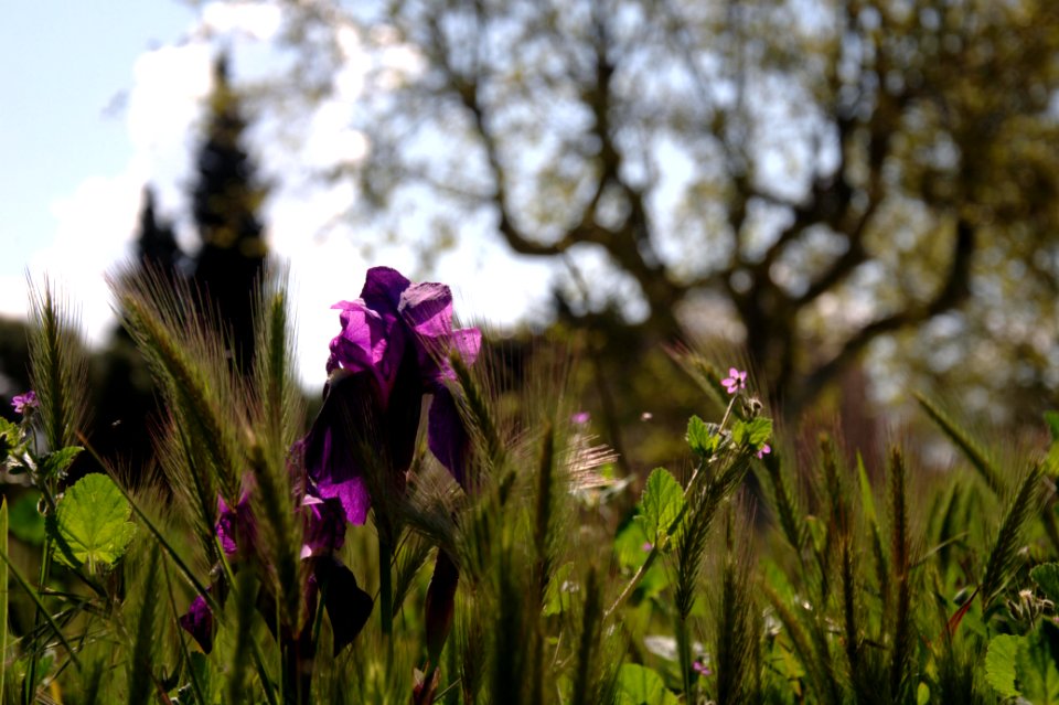 Iris Flower - Marseille