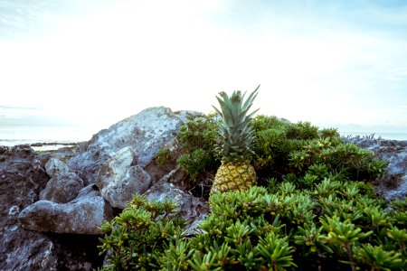 Pineapple 54 photo