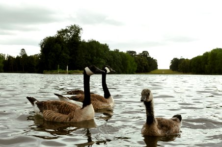 Ducks - Rambouillet