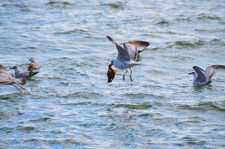Turbot sea bird catching a fish photo