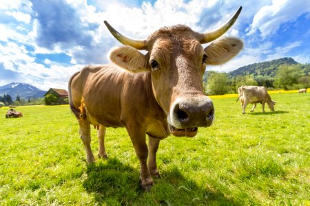 Cow alpine horn