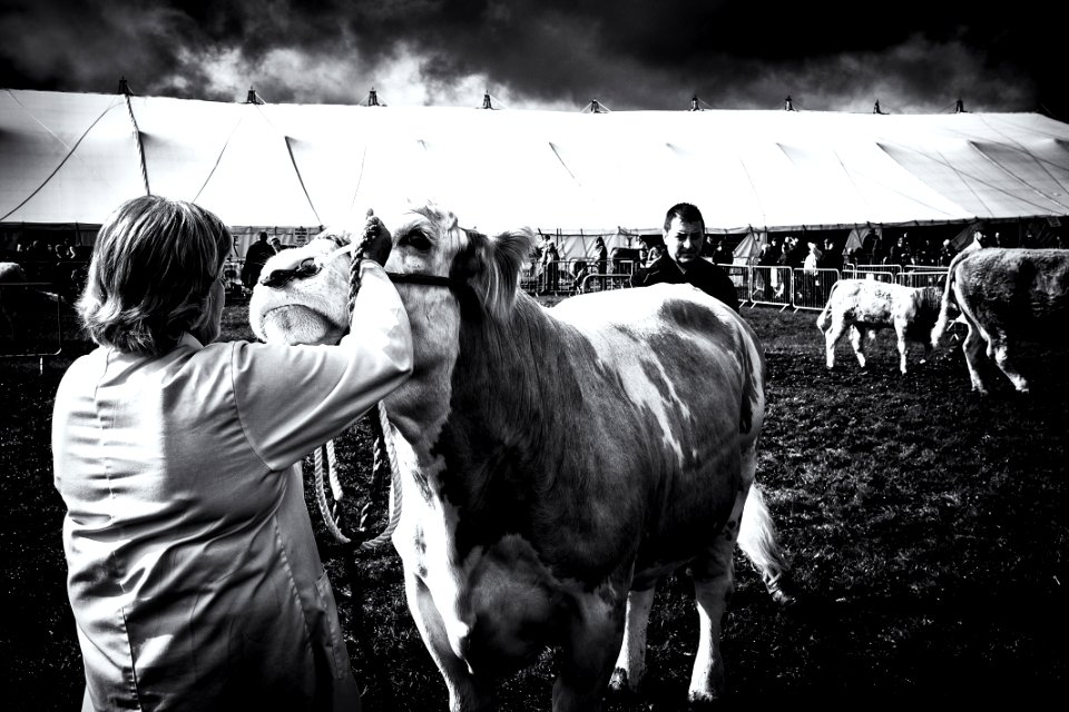 "Ring" | Scenes from Westmorland County Show - No. 2