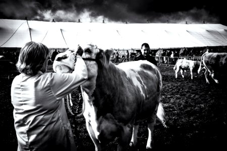 "Ring" | Scenes from Westmorland County Show - No. 2 photo