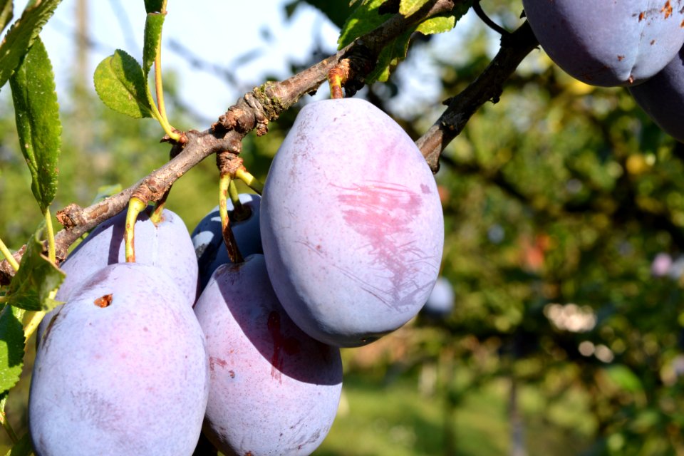 plums