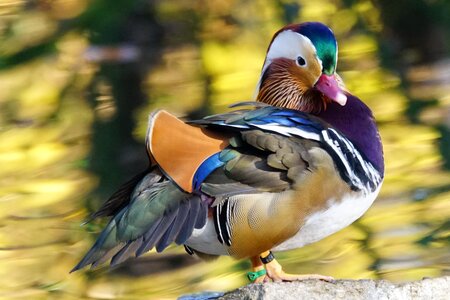 Duck mandarin ducks male photo