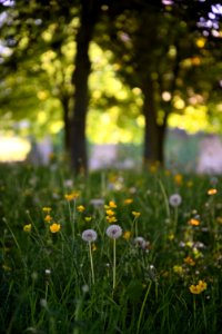 Dandelions - Deer Park - Dublin - ireland photo