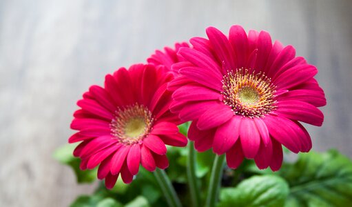 Gerbera beautiful pink