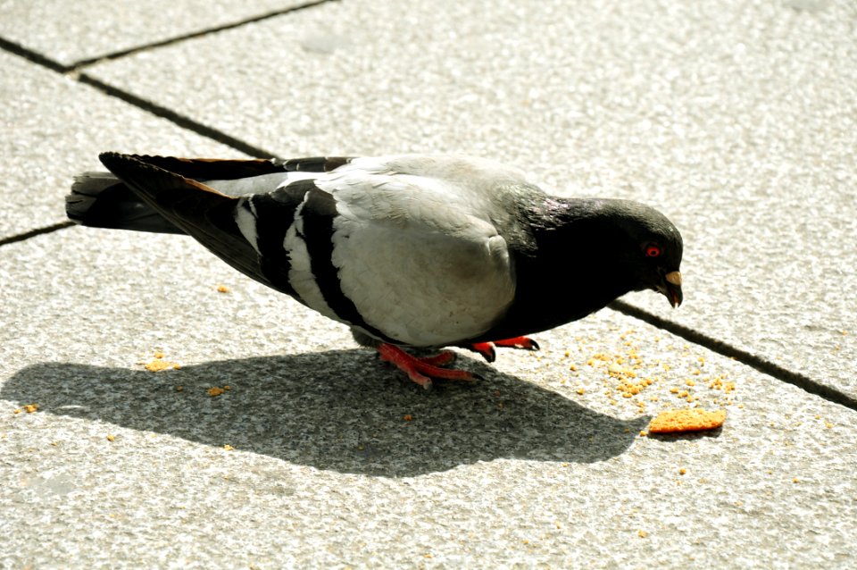 Pigeon - Bird - Rennes